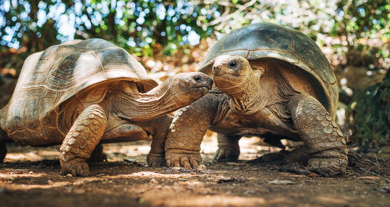 Aldabra Riesenschildkröten