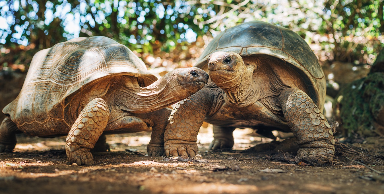 Aldabra Riesenschildkröten