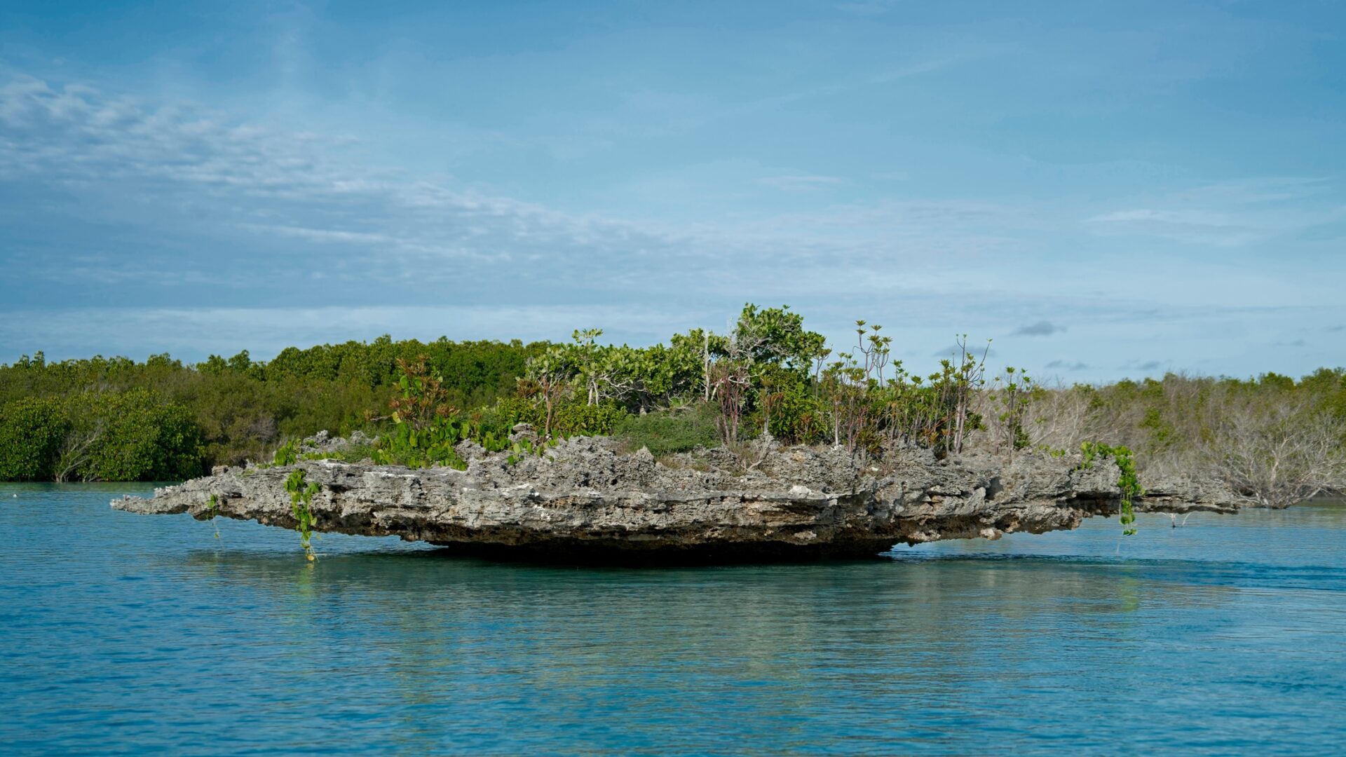 Raised Coral Mushroom in Aldabra Lagoon