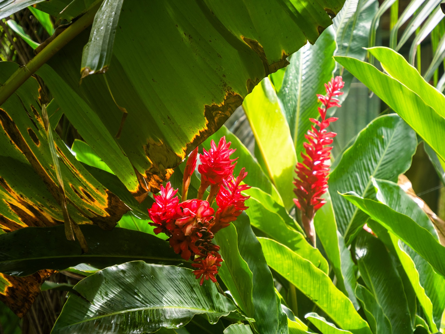 Blüte der Alpinia-purpurata