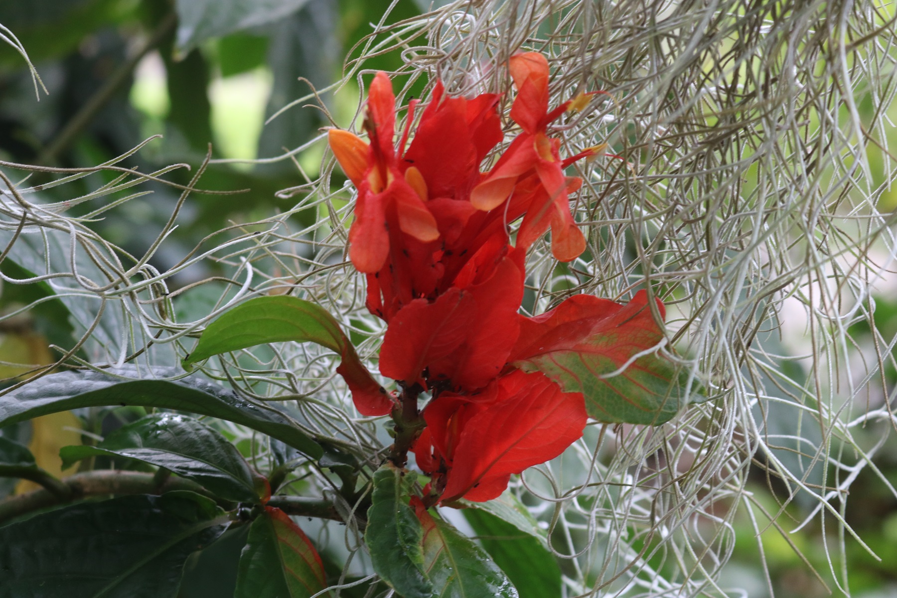 Botanischen Garten Mont Fleuri, Mahé, Seychellen