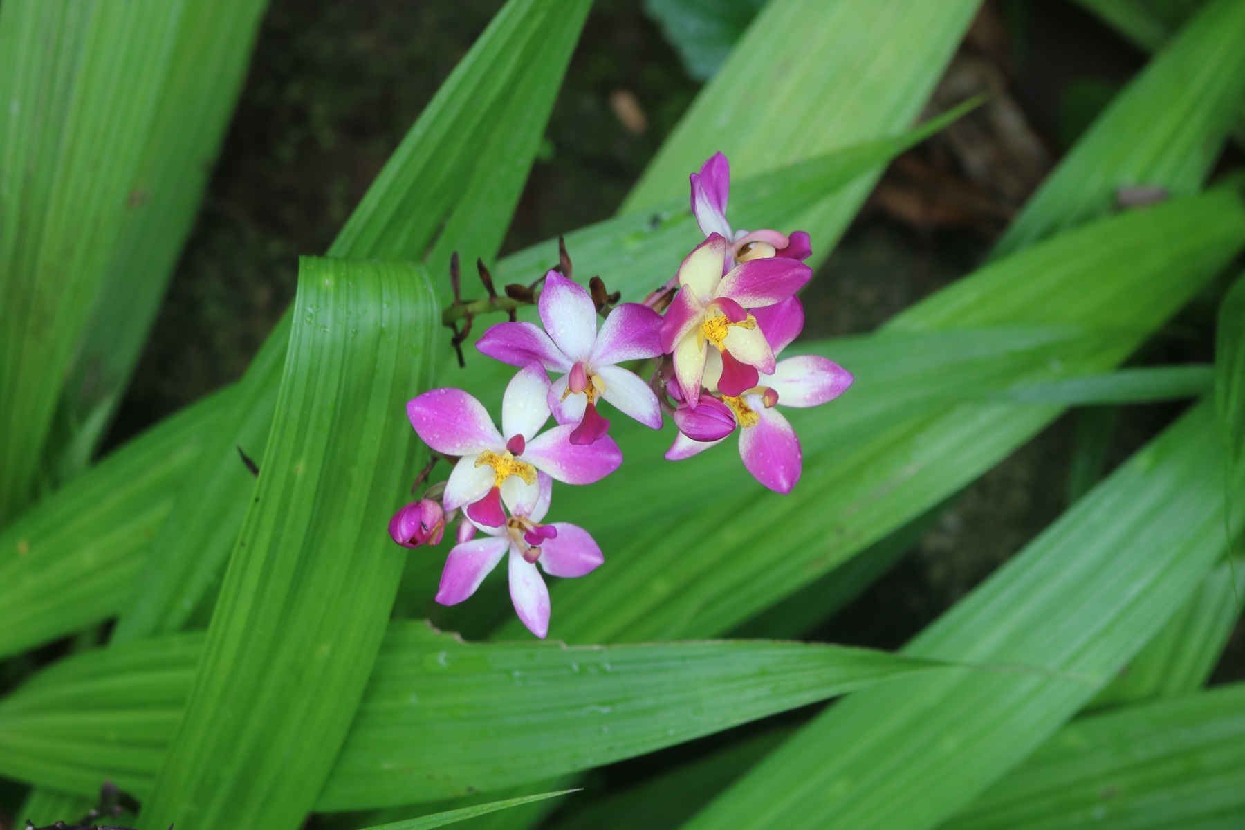 Eine wunderschöne Blume im Botanischen Garten. Mont Fleuri, Mahé, Seychellen