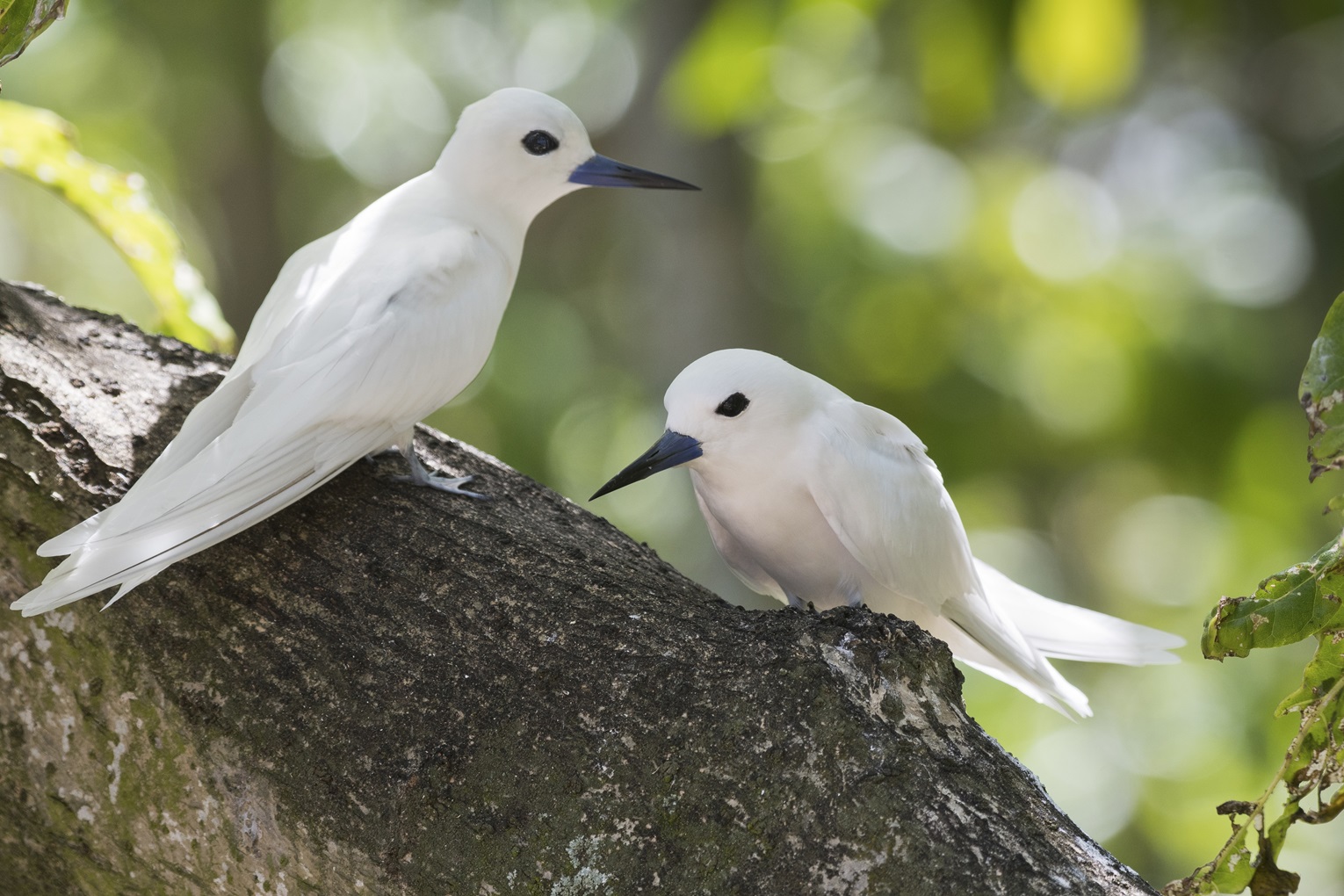 Feenseeschwalbe Gygis alba