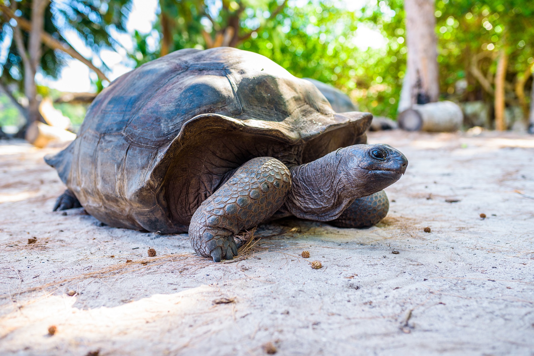 Fregate, Aldabra-Riesenschildkröte