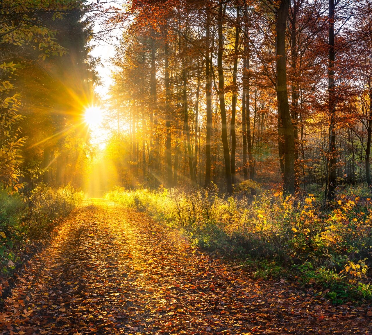 Wald im Herbst, Herbstferien 2025