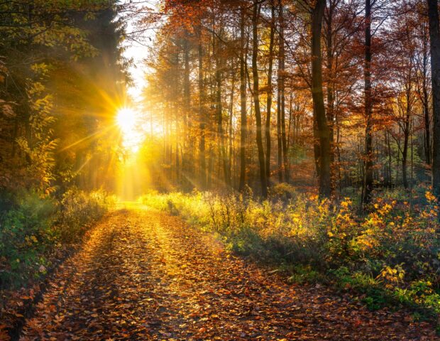 Wald im Herbst, Herbstferien 2025