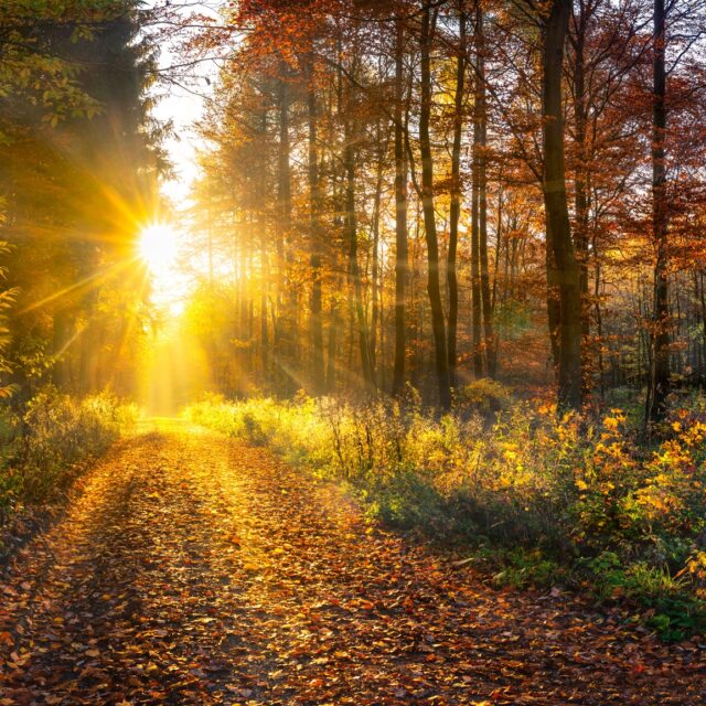 Wald im Herbst, Herbstferien 2025