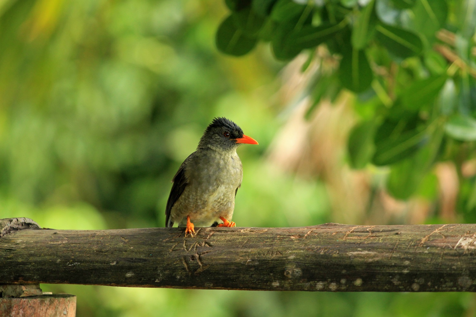 Morne Seychellois Nationalpark, Rotschnabelbülbül