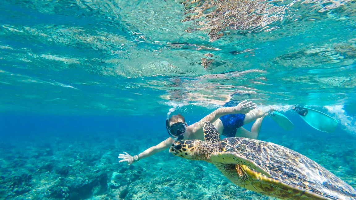 Seychellen Schnorcheln mit Schildkröte