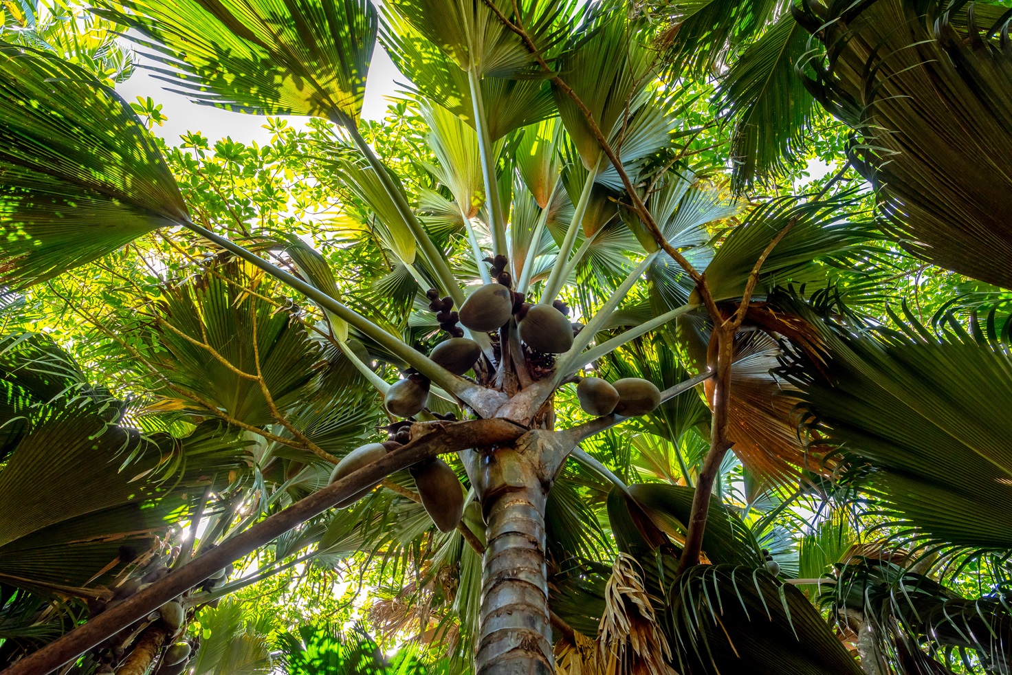 Vallée de Mai, Seychellen, Praslin