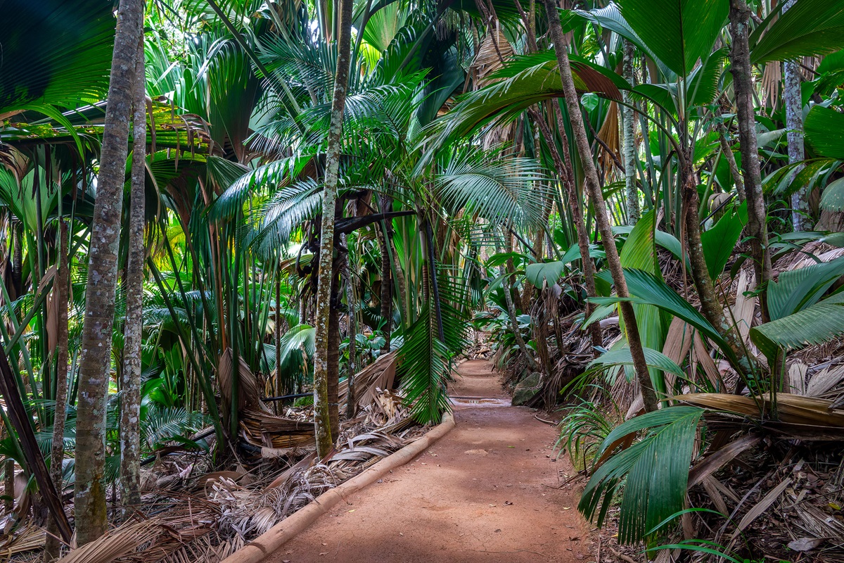 Vallée de Mai, Praslin