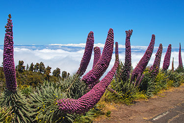 Echium